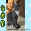 Sky