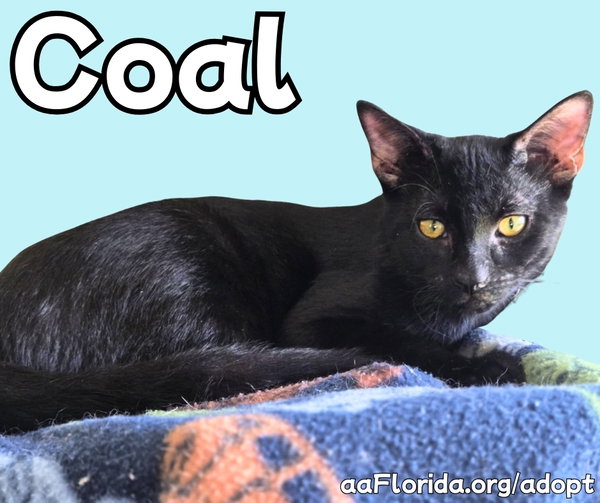 Coal