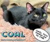 Coal