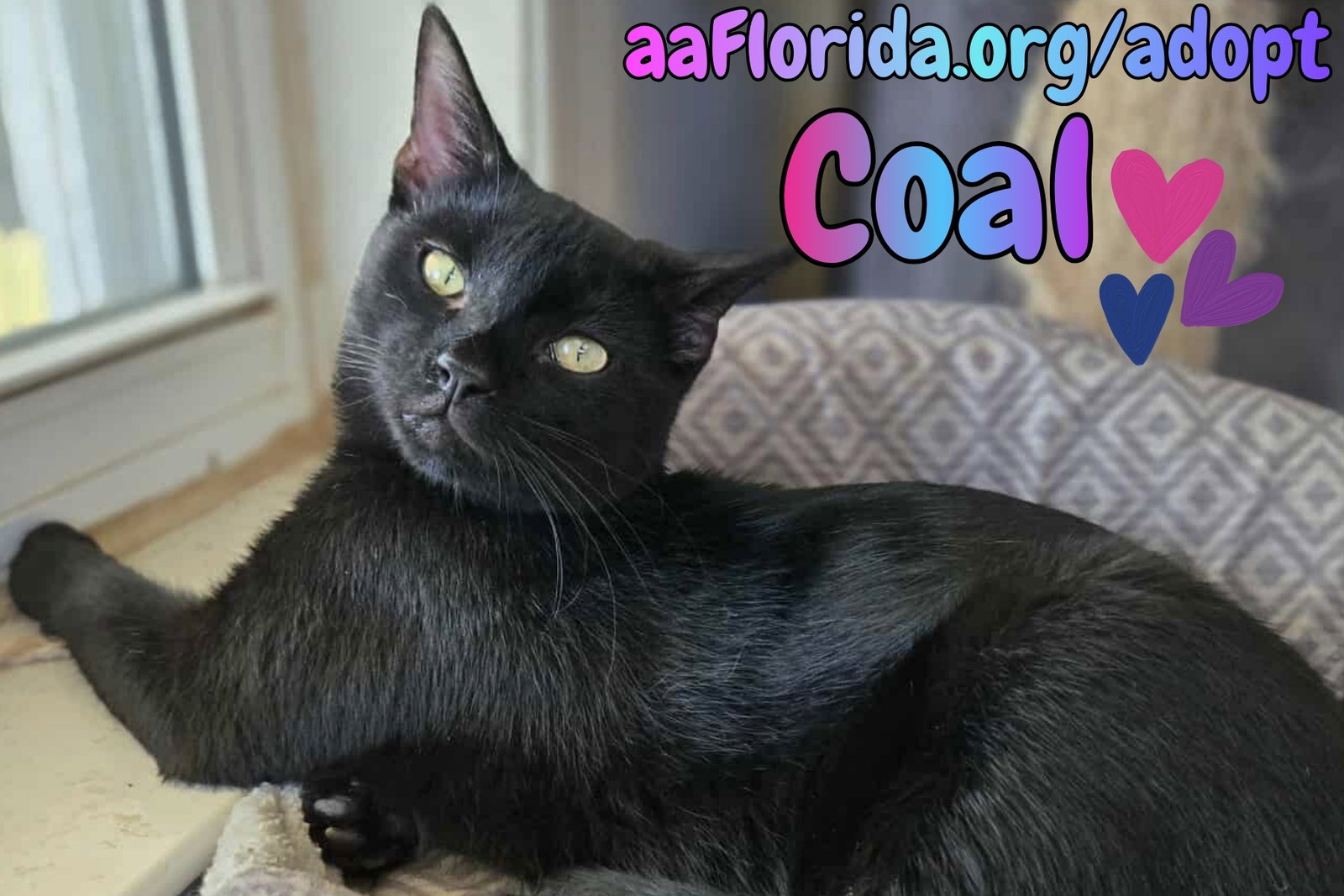 Coal
