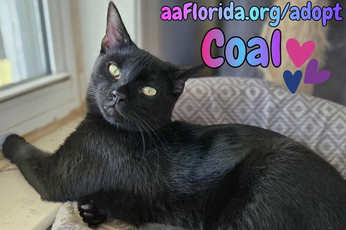Coal