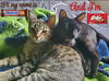 KitKat & Snickers- bonded boyz