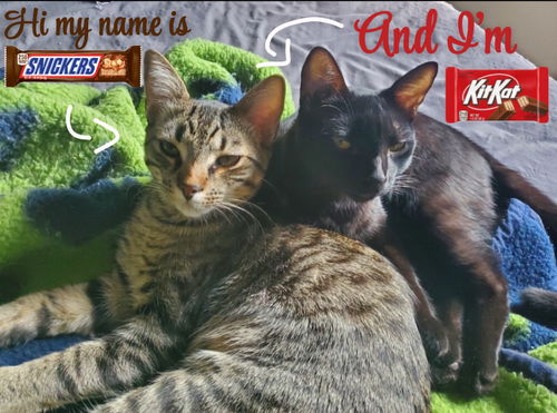 KitKat & Snickers- bonded boyz