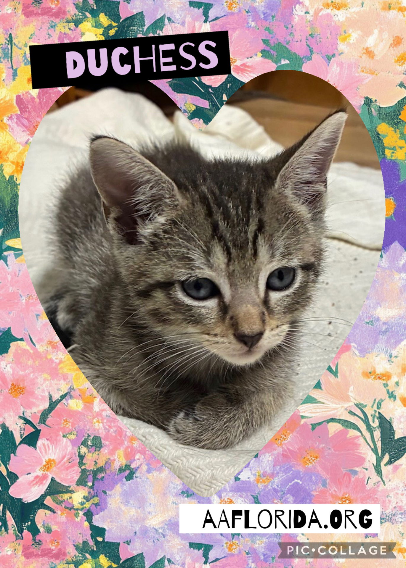 adoptable Cat in Pensacola, FL named Duchess