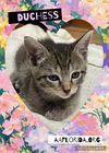 adoptable Cat in Pensacola, FL named Duchess