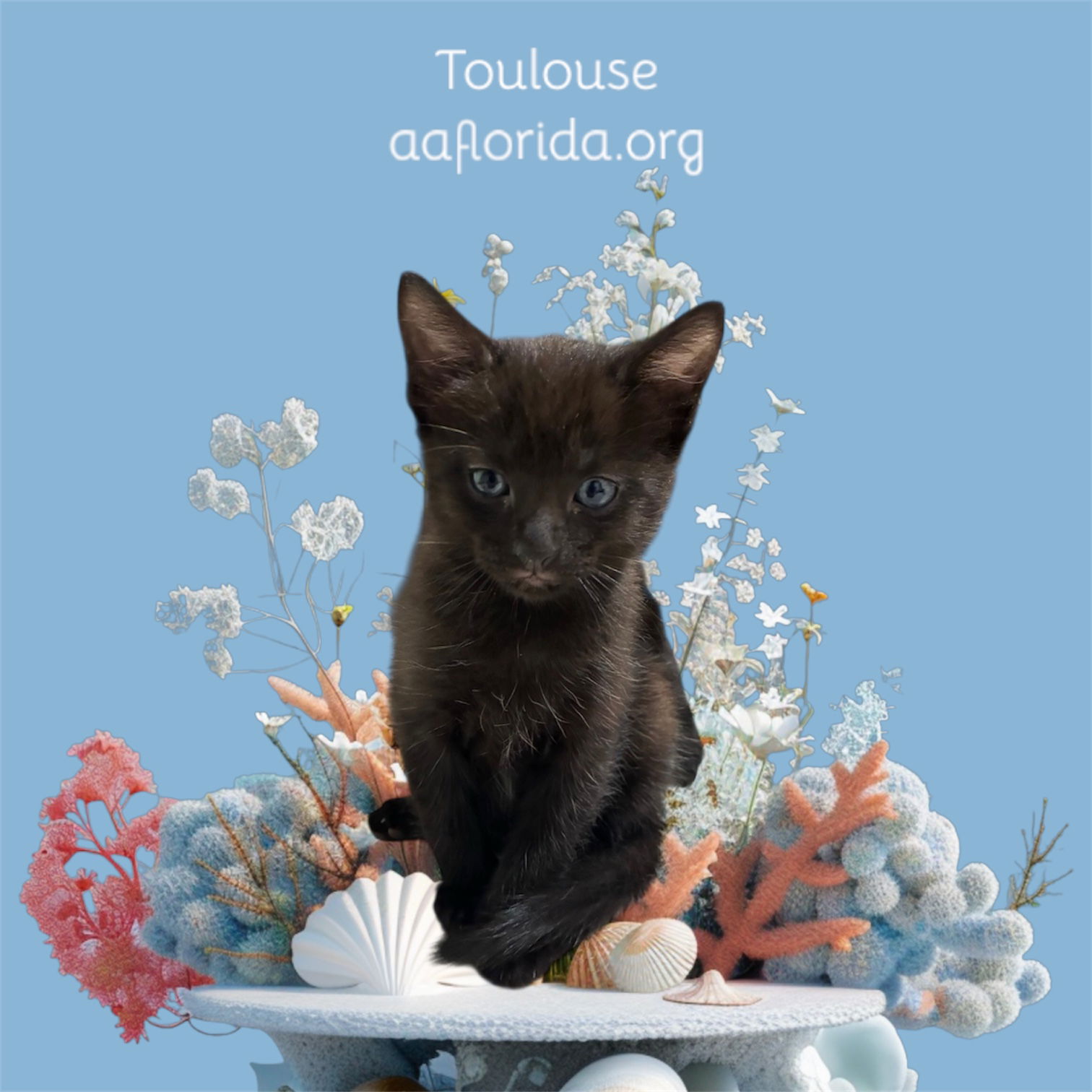 adoptable Cat in Pensacola, FL named Toulouse