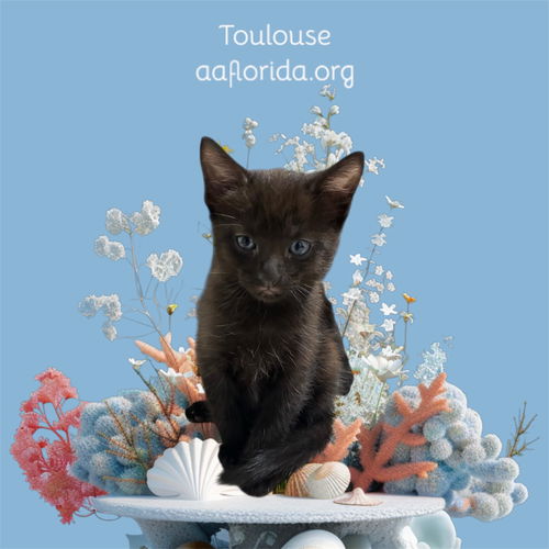Toulouse