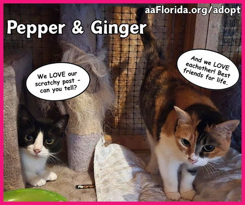 Ginger & Pepper Bonded Senior Sisters