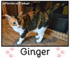 Ginger & Pepper Bonded Senior Sisters