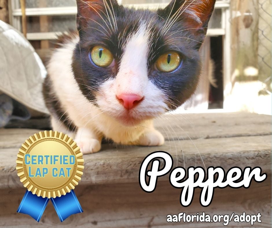 Pepper