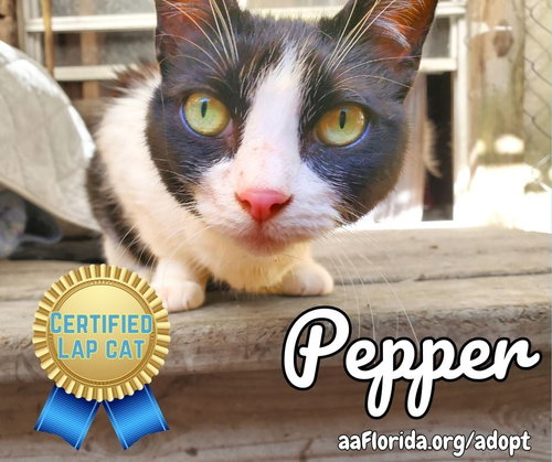 Pepper