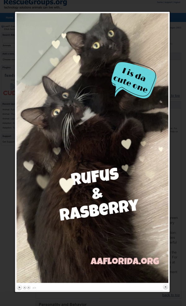 Rasberry