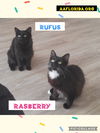 Rufus & Raspberrry - BFF's