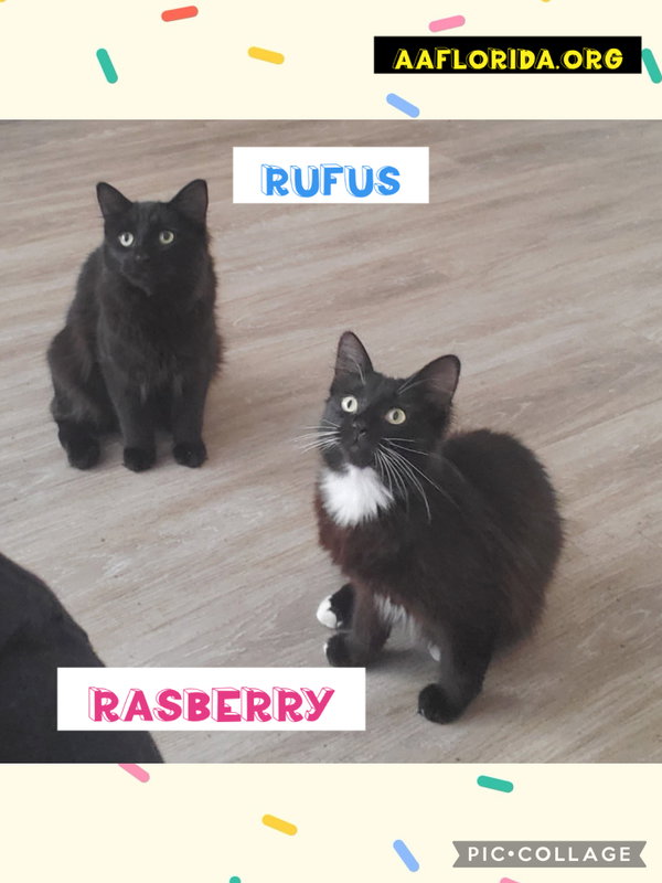 Rufus