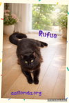 Rufus