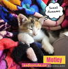 adoptable Cat in  named Motley
