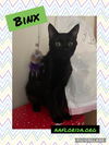 Binx