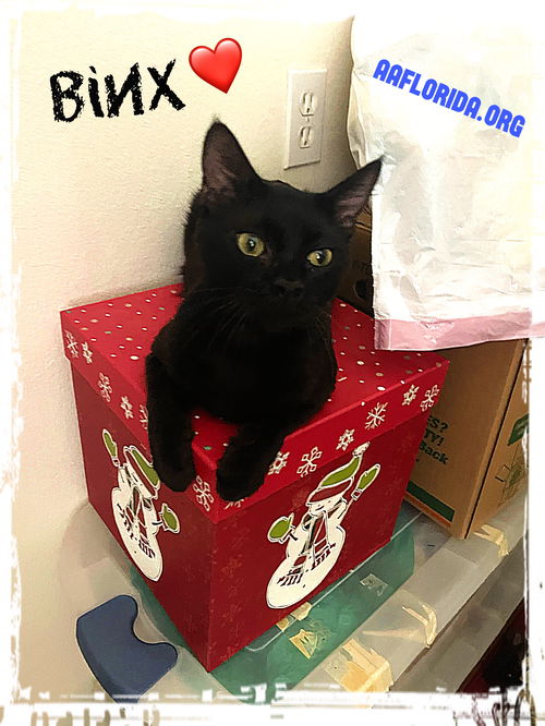 Binx