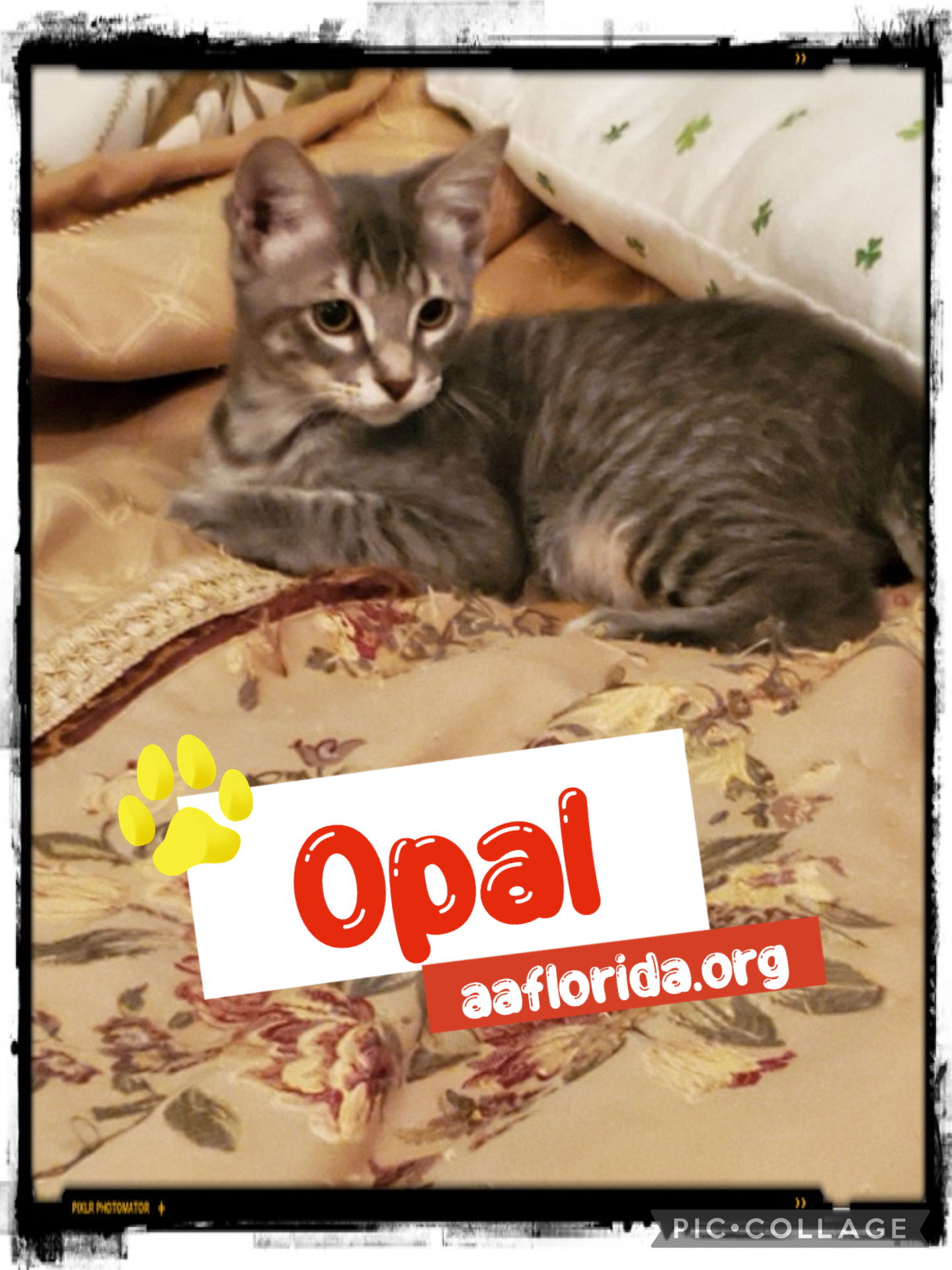 adoptable Cat in Pensacola, FL named Opal