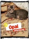 adoptable Cat in  named Opal