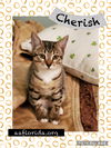 adoptable Cat in  named Cherish