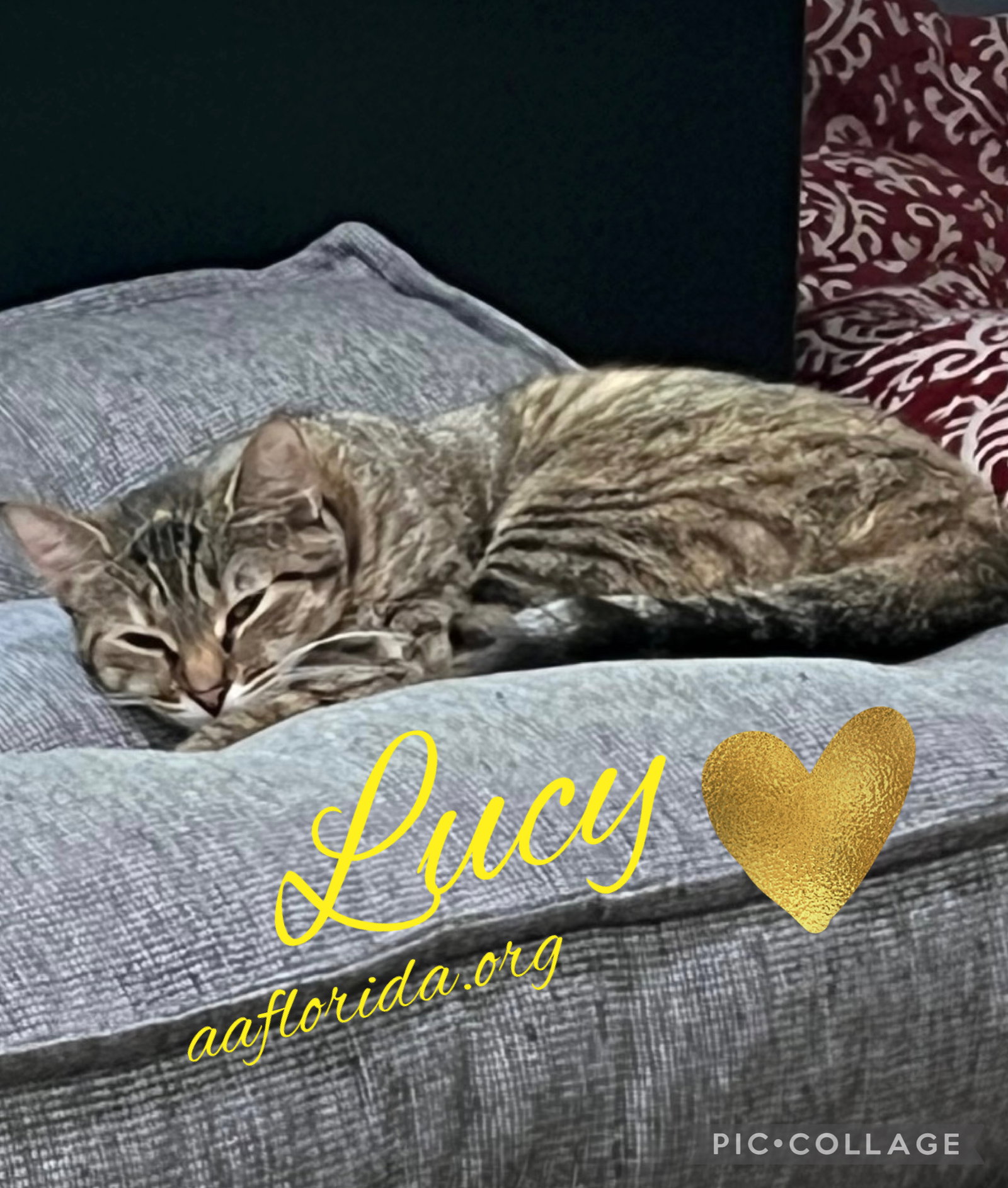 Lucy, photo 3