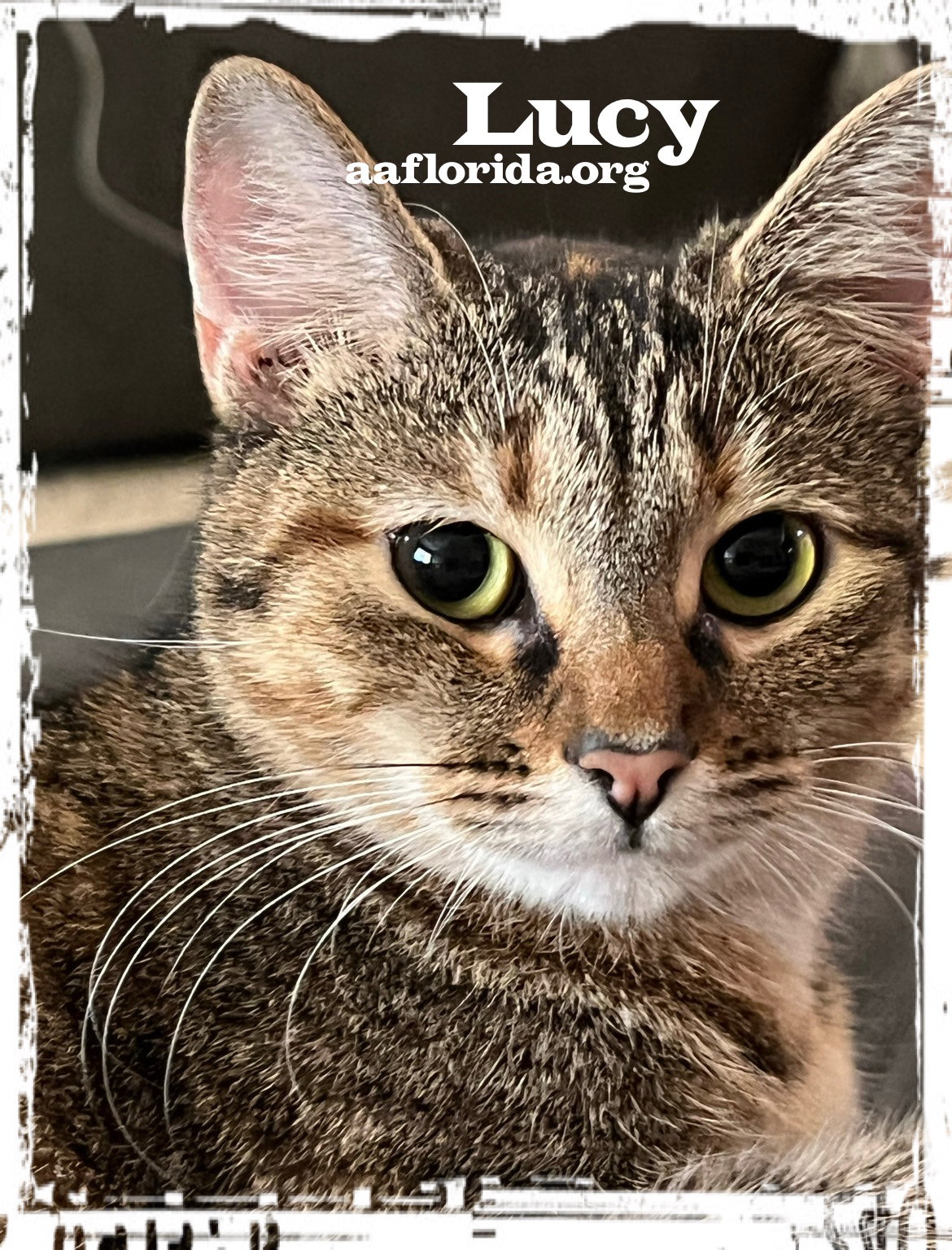 Lucy, photo 4