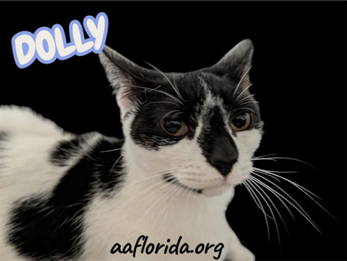 Dolly photo 2