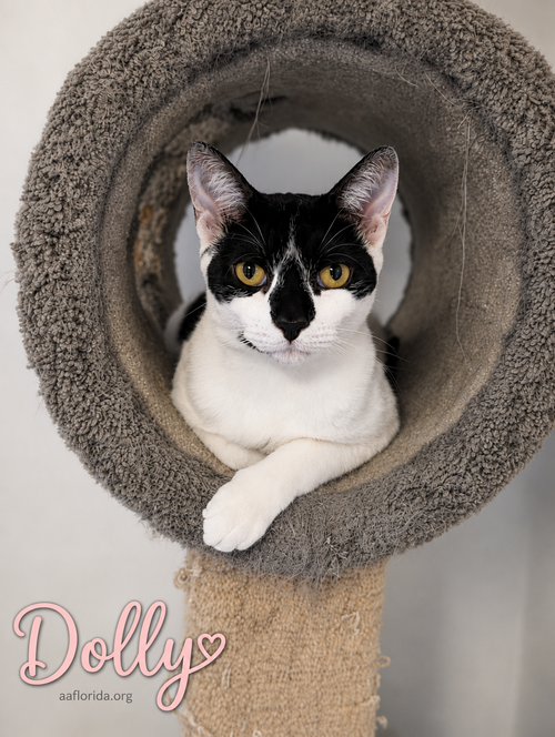 Dolly