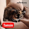 Tamsin