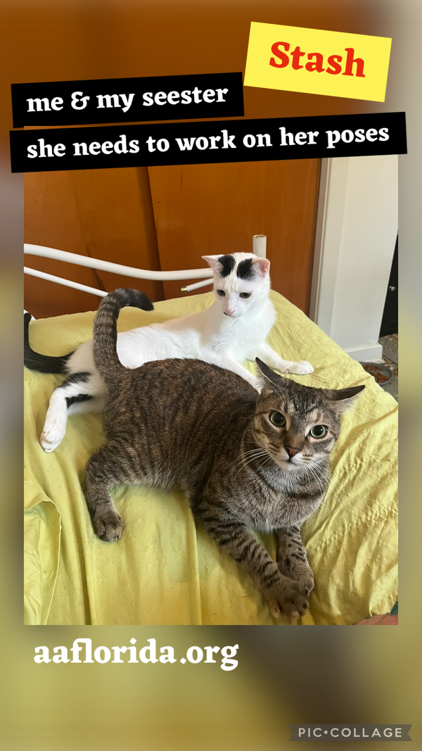 Stash & Heather Grey BoNdEd siblings