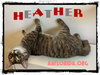 Stash & Heather Grey BoNdEd siblings