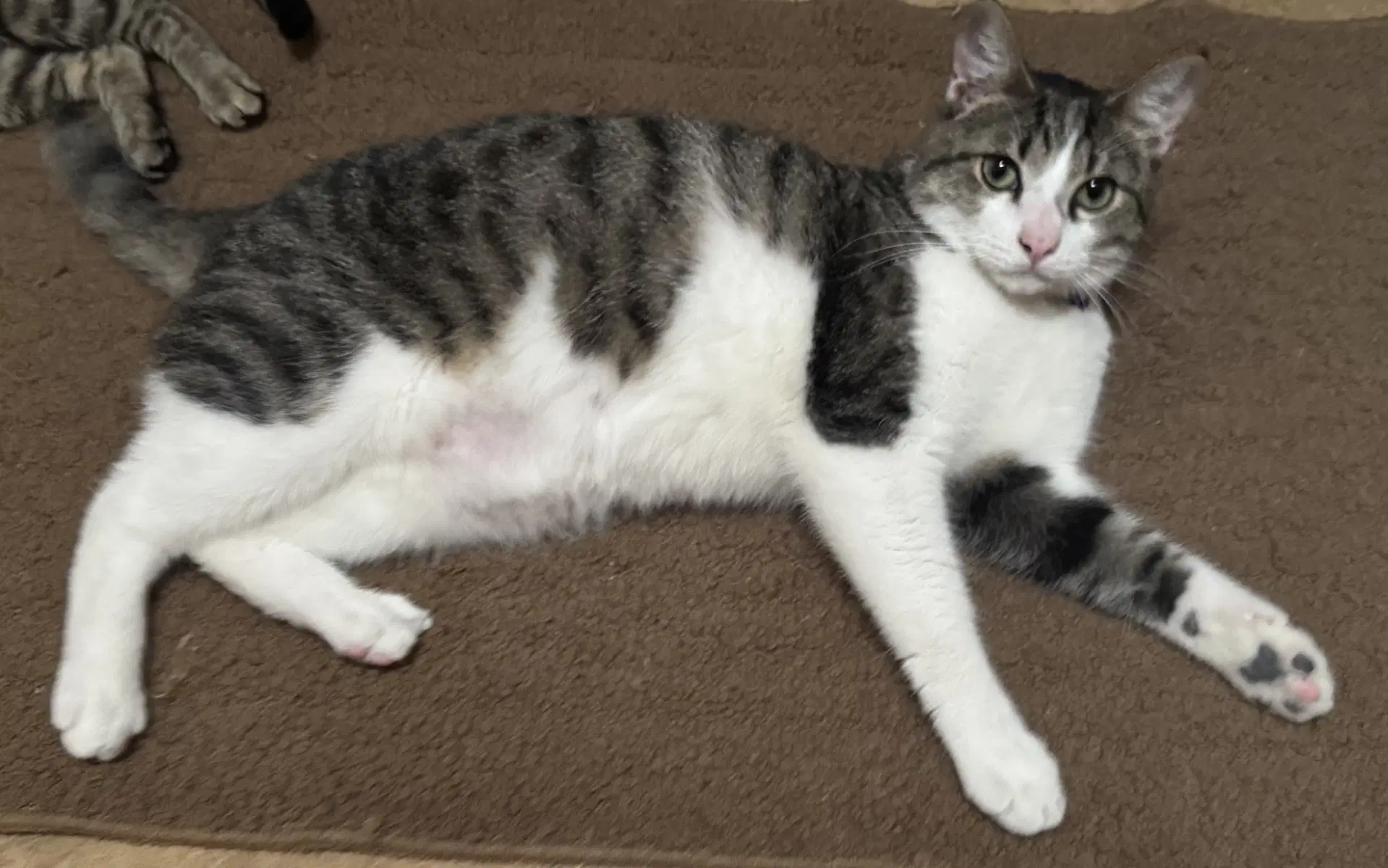 Bert - Domestic Short Hair