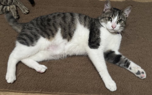 Bert, Young Domestic Short Hair / Tabby / Mixed (short coat), cat for adoption in Pensacola, Florida