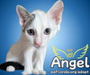 Angel our Lobster Kitty