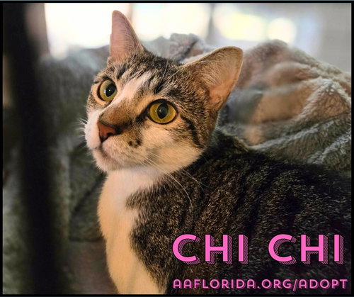 ChiChi