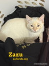 Zazu