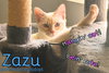 Zazu