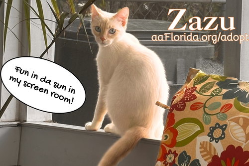 Zazu