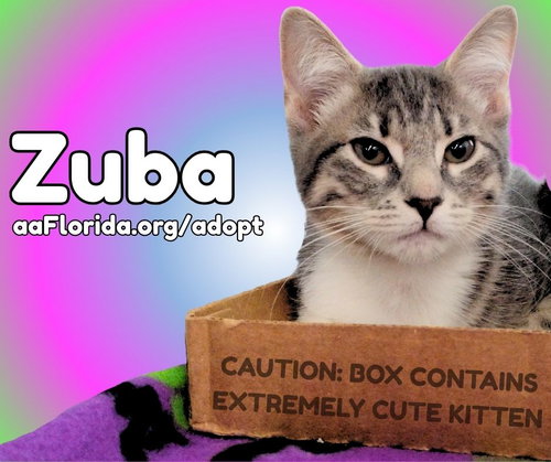 Zuba