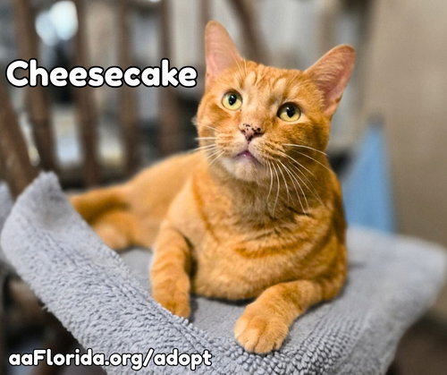 Cheesecake