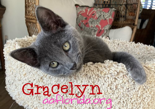 Gracelyn