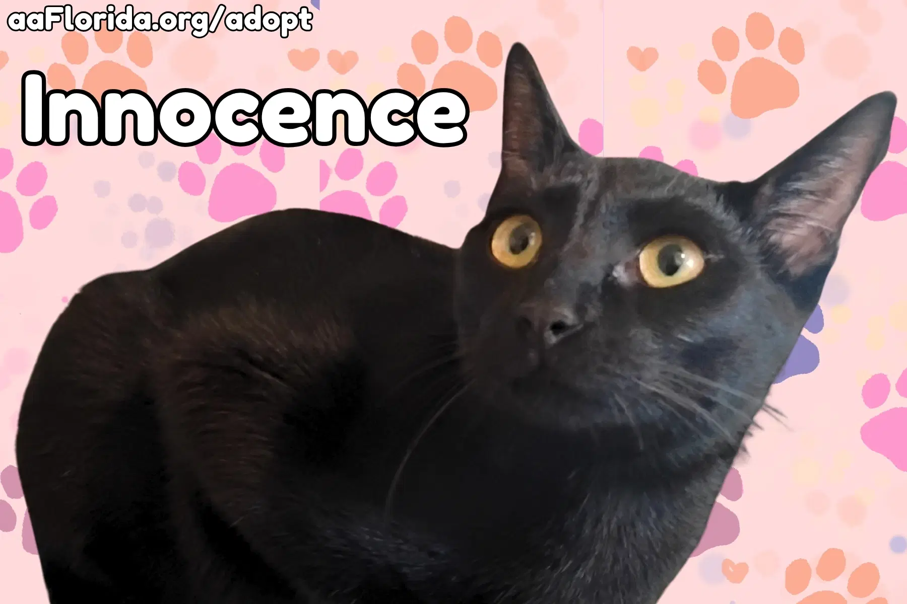 Innocence - Domestic Short Hair