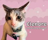 Elenore