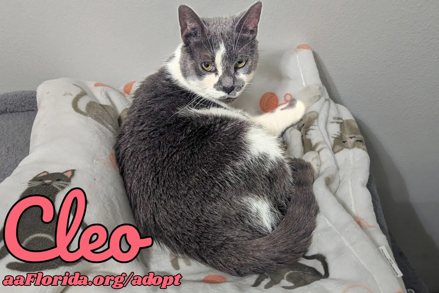 Cleo - Domestic Short Hair