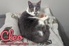 Cleo