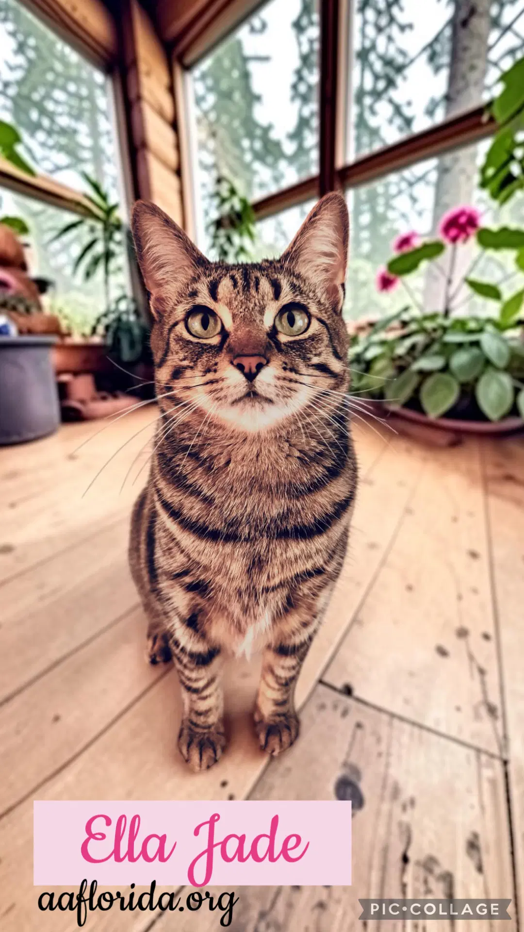 Ella Jade - Tabby