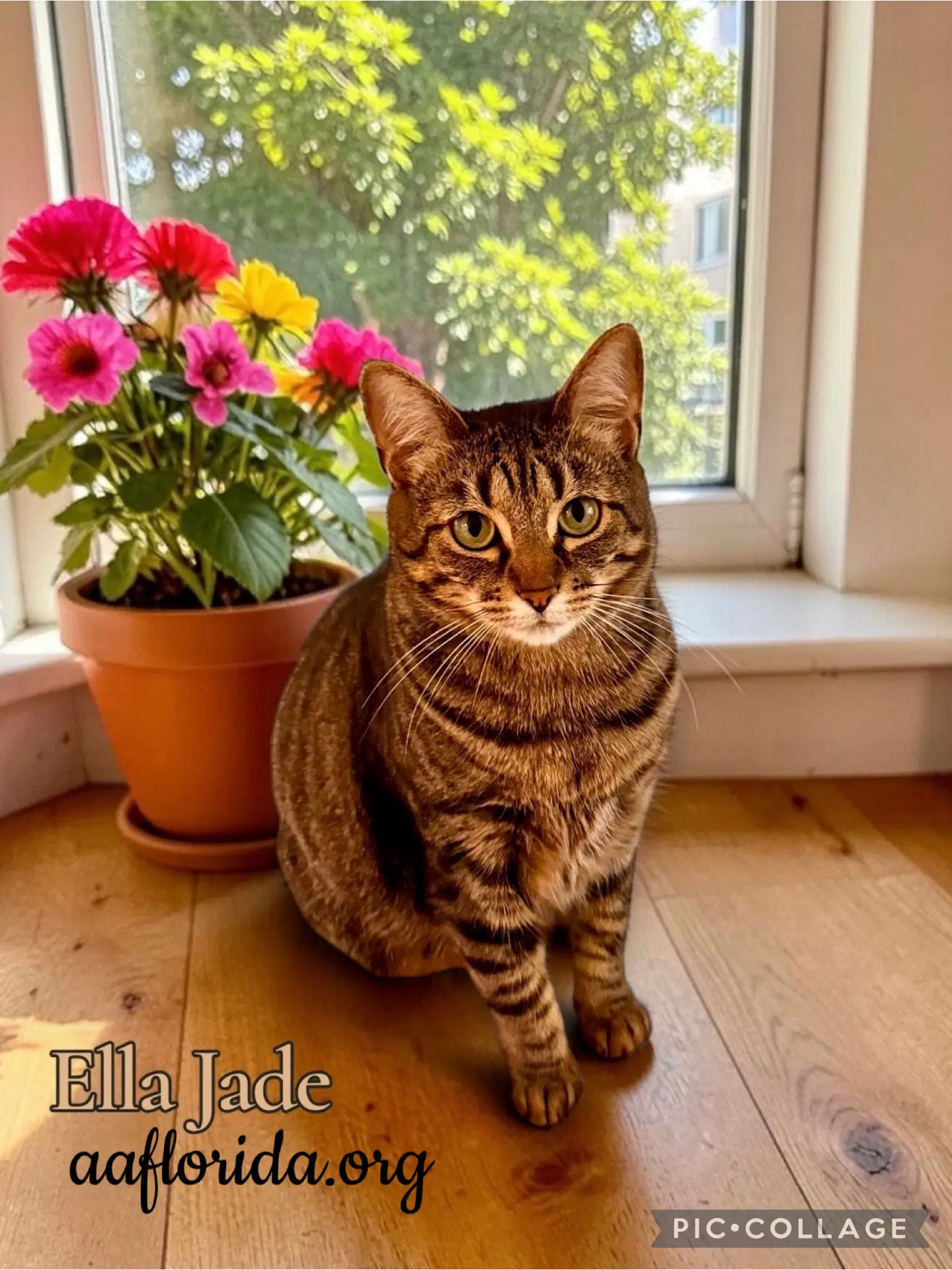 Ella Jade image 2