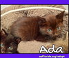 Ada