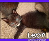 Leon